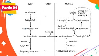 Biochimie  Métabolisme des lipides  Partie 0406 [upl. by Sobmalarah]