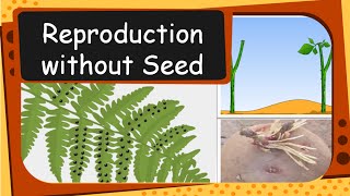 Science  Plant Reproduction without seed  English [upl. by Ecirtram]