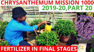 Chrysanthemum fertilizer in final stages chrysanthemum mission 1000201920Part 20 [upl. by Jemimah]