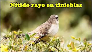 Himno Adventista 607 Nitido rayo por Cristo [upl. by Acebber713]