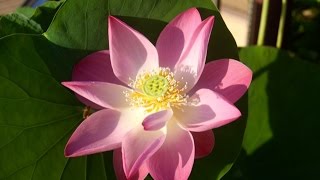 The Sacred Lotus in my garden in Laos [upl. by Jean]