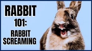 Rabbit 101 Rabbit Screaming [upl. by Erma]