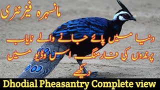 Dhodial Pheasantry Visit  Pheasants Aviaries مانسہرہ فیزنٹری مکمل معلومات [upl. by Mazurek648]