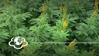 Репешок обыкновенный Agrimonia eupatoria [upl. by Walcoff]