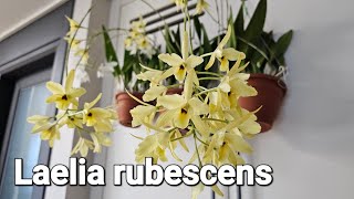 Laelia rubescens Laelia aurea [upl. by Muirhead]