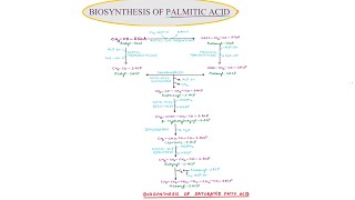 23 BIOSYNTHESIS OF PALMITIC ACID  SEM III  PAPER II [upl. by Ormand]