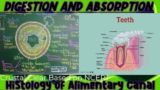 DIGESTION AND ABSORPTION 02Histology of Alimentary canal  Teeth biology physicswallahbiology [upl. by Berger]