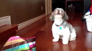 Shih Tzu howling [upl. by Amoakuh]