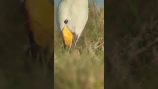 A close up of a Whooper Swan feeding swan winter rspb [upl. by Boulanger]