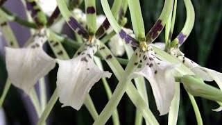 Brassia in bloom • Cold Hardy Orchids • Orchid ICU [upl. by Nuzzi]