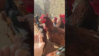 live with 130 chickens amp roosters [upl. by Eiahpets]