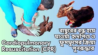 Cardiopulmonary Resuscitation CPR in a Calf  Dr Md Abu Bakar Ahad  Bangladesh [upl. by Teresa]