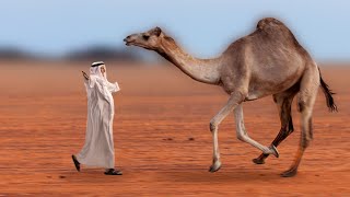 Camel Found Its Owner After Years And Hugged Him Very Emotional [upl. by Nylarac807]