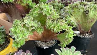 AEONIUM KOREAN SUCCULENTS FOR SALE  CALL ATHUY 669 285 9125  122123 MERRY CHRISTMAS [upl. by Aitselec]