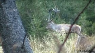 Fauna salbatica din muntii Carpati  WILDLIFE IN THE CARPATHIAN MOUNTAINS Trailer [upl. by Arimlede212]