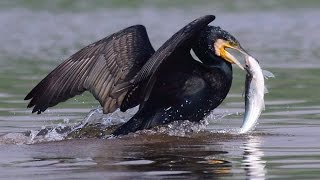 Indian cormorant fishing in group [upl. by Primalia]