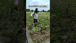 Insecticide spraying on🌽 maize agriculture shorts ytshorts [upl. by Marlie720]