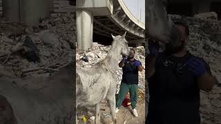 save the horses waiting to starve in the landfill  horse animalrescue lovehorses love help [upl. by Lindahl]