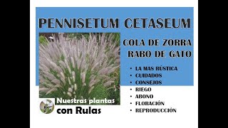 PENNISETUM SETACEUM COLA DE ZORRA RABO DE GATO [upl. by Amaryllis]