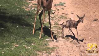 Gerenuk Calf is Born amp Takes First Steps [upl. by Narol]