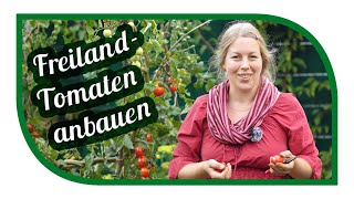 Tomaten anbauen ohne Gewächshaus oder Folientunnel 🍅 Die richtigen Sorten im Freiland Pflanzen [upl. by Amikahs]