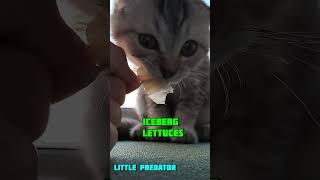 What will the cat choose a mouse or iceberg lettuce [upl. by Enyale673]