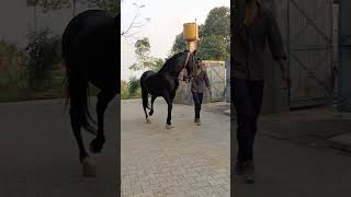 SAMRAT SIRE ALISHAN ROHITGARH AT ROYAL KING STUDampSTABLE PAKHOWAL [upl. by Lorrimor]