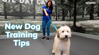 How to Train a New Puppy or Adult Dog Tips amp Tricks  PetSmart [upl. by Siravrat439]