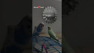 Boncuğun yeni eşinin adı ne olsun muhabbetkusu muhabbetkuşu cicikuş kuşlar budgies love [upl. by Ayanad]