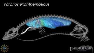 3D model of the skeletal and pulmonary anatomy of Varanus exanthematicus [upl. by Lytle635]