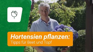 Hortensien pflanzen Profitipps für Beet und Topf [upl. by Bacon445]