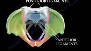 Anatomy Of The Pelvis  Everything You Need To Know  Dr Nabil Ebraheim [upl. by Quickel39]