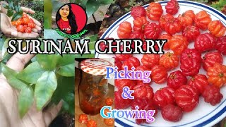 picking amp growing Surinam cherry Pitanga tree saaras garden [upl. by Kerge527]