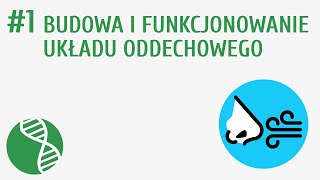 Budowa i funkcjonowanie układu oddechowego 1  Oddychanie i wydalanie [upl. by Aldis]