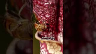 Amazing Carnivorous Pitcher Plant [upl. by Annerahs]