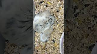 Hamster Babies babyanimal hamsters cute babybird pets [upl. by Notsua]