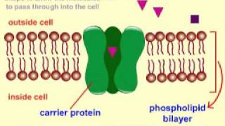 FACILITATED DIFFUSIONcarrier proteinavi [upl. by Wohlert]