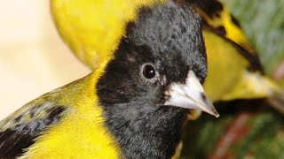 Cardueliden Stammtisch Schwäbisch GmündICCSchauFutterpflanzenConocer a los criadores de aves [upl. by Eceirehs]