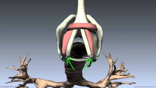 Larynx  Ligaments Membranes Vocal Cords  3D Anatomy Tutorial [upl. by Reisman]