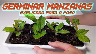 Germinar Manzanas Rápido  Sembrar y Cultivar Manzana  Germinar semillas de Manzana  Huerto [upl. by Chev485]