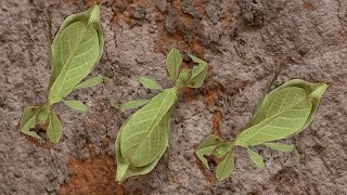 Leaf Insect  strangecreature wierdcreature beautifulinsect [upl. by Pepin]