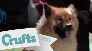 Exclusive Access with the Utility Group Finalists  Crufts 2015 [upl. by Bohlen]