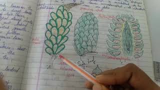 Pinus  male cone [upl. by Calista]