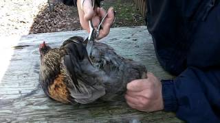 How to Improve Fertility Tail Feather Clipping True Rumpless Araucana Rooster Chicken Egg [upl. by Mcdermott536]