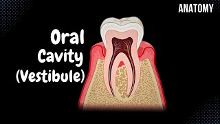 Oral Vestibule Lips Cheeks Teeth Gums  Oral Cavity Anatomy [upl. by Herra277]