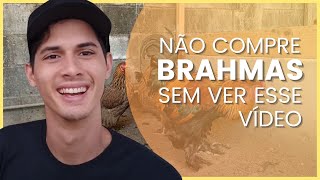 Como escolher GALINHAS DA RAÇA BRAHMA de qualidade [upl. by Ahsile]