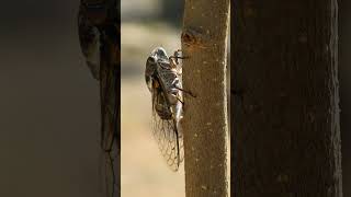 Class Insecta 985421  Insects amp Cicadas Superfamily Cicadoidea  Observed in Description [upl. by Toney421]