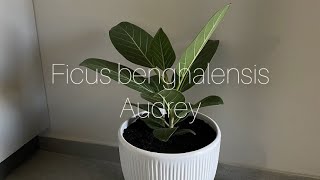 Ficus Audrey [upl. by Neryt]