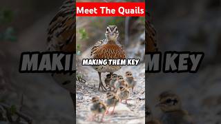 The Quail small yet mighty bird quail wildlife nature [upl. by Schrick]