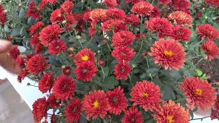 10 steps for Chrysanthemums to grow from saplings to profusely flowering plant [upl. by Delbert]